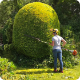 tree felling